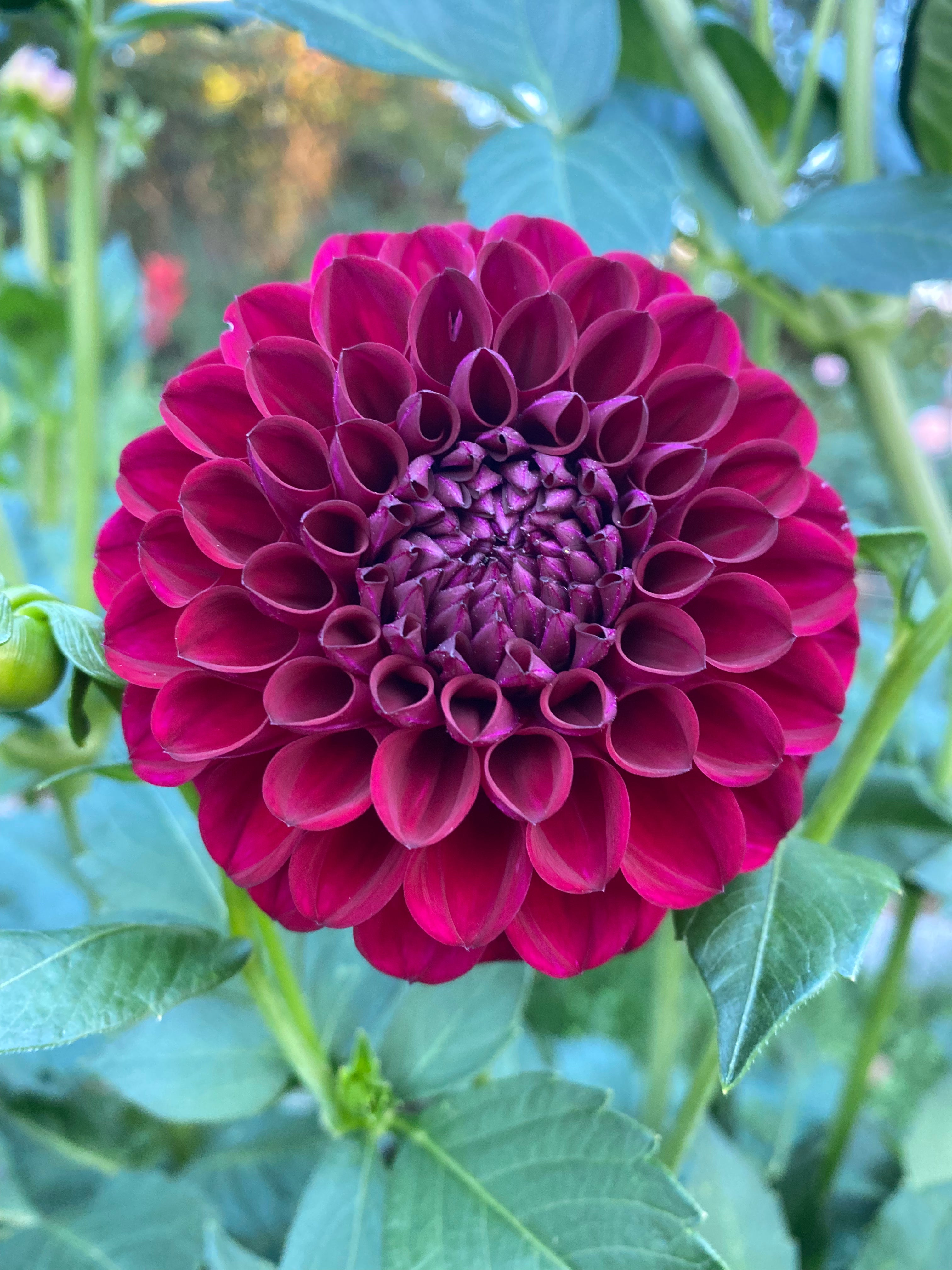 Ferncliff Black Cherry