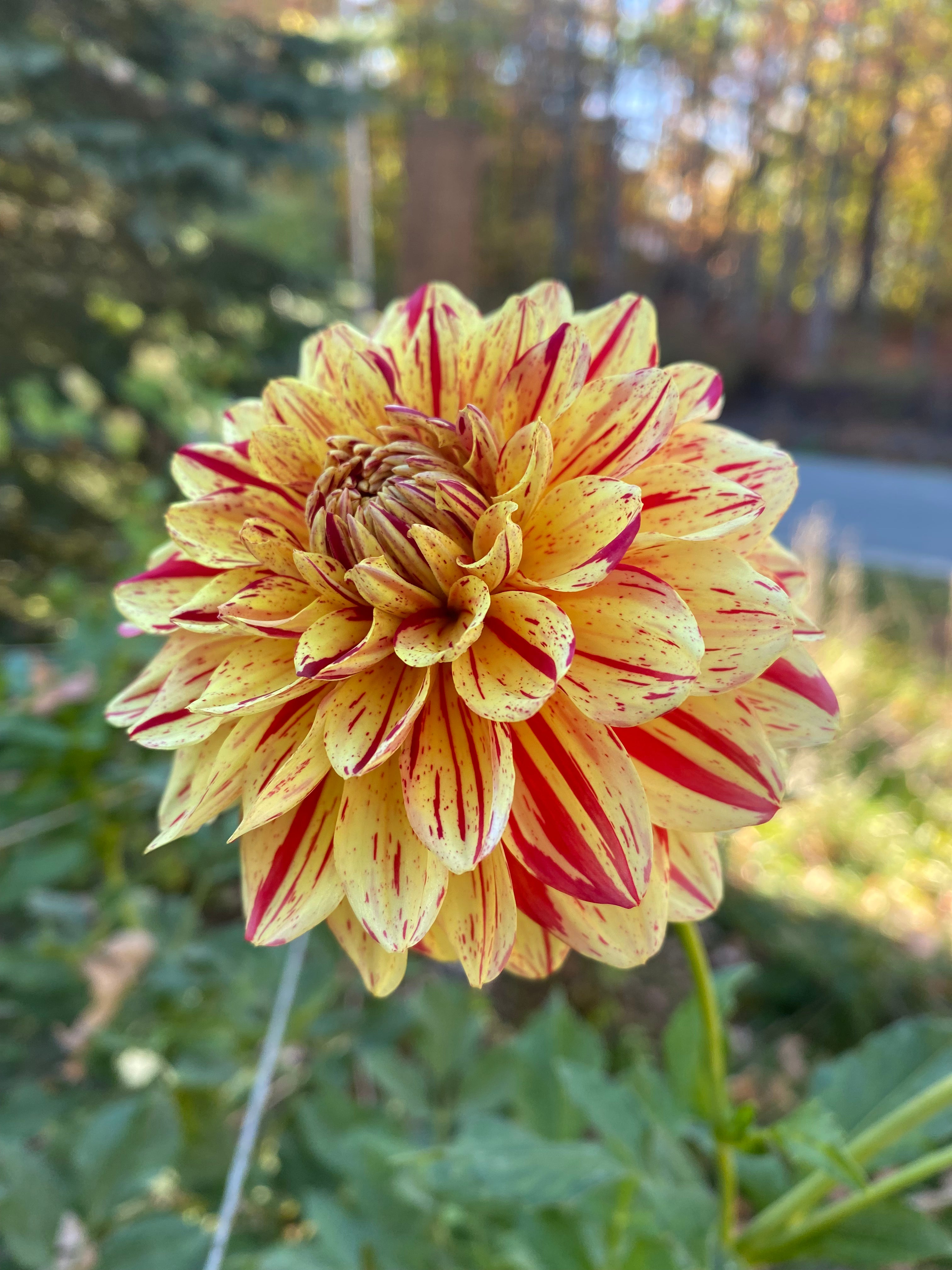 Ferncliff Firecracker