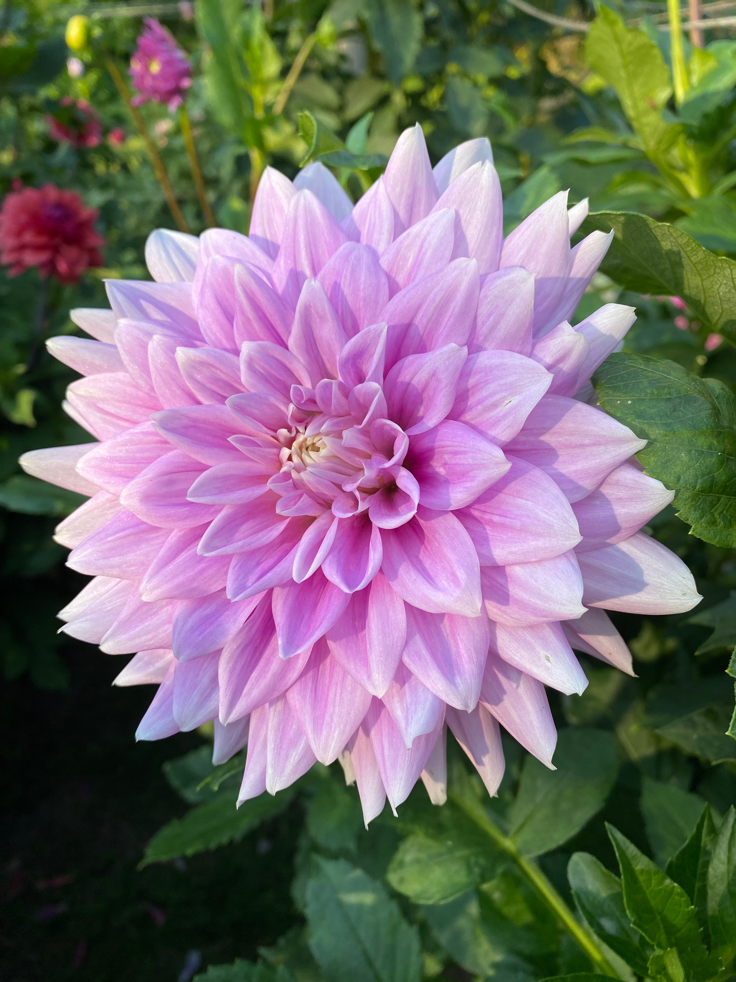 Ferncliff Inspiration