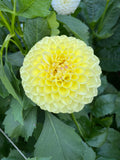 Ferncliff Sunstruck