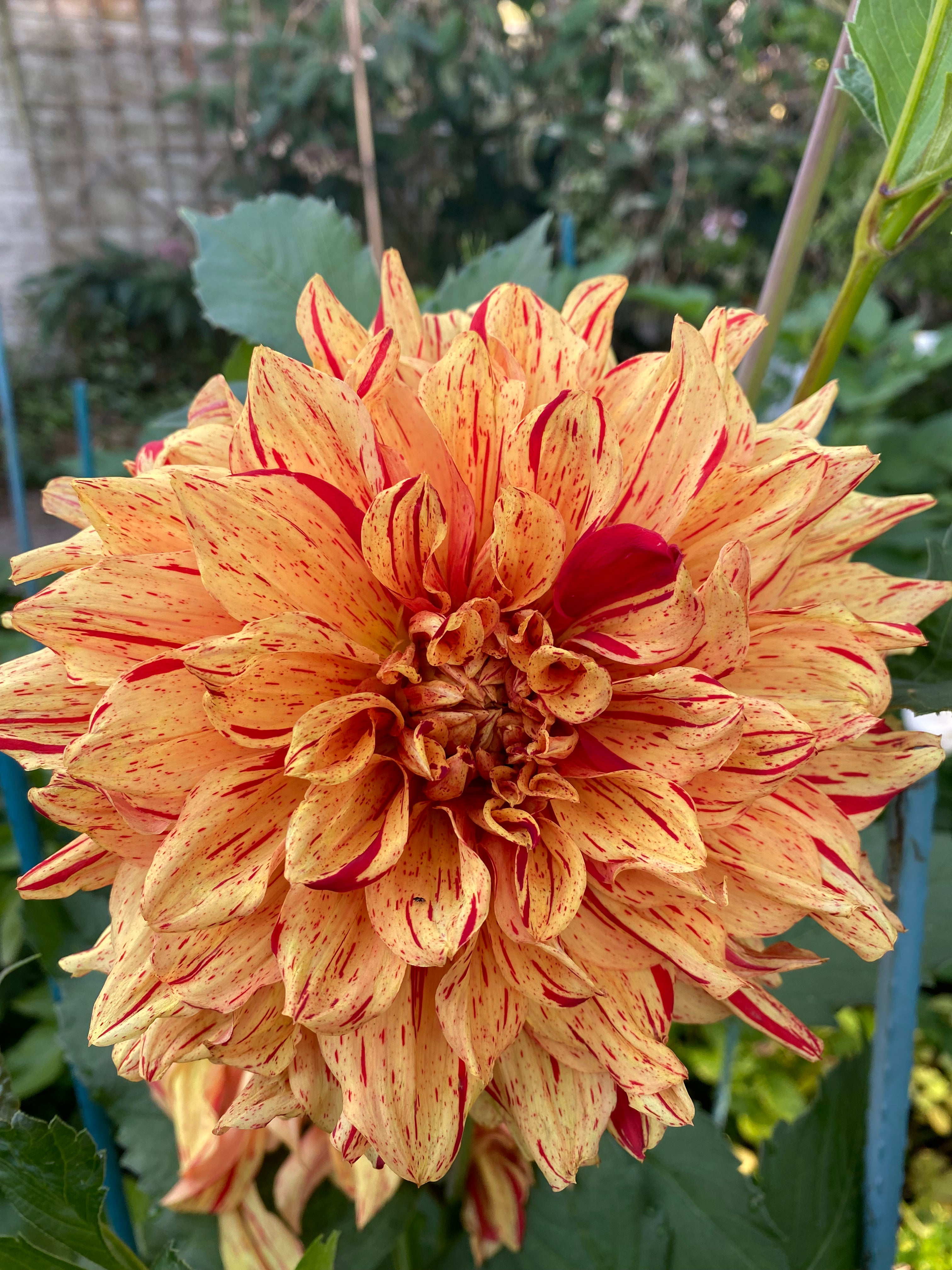 Ferncliff Solar Flare