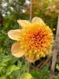 Sandia Brocade