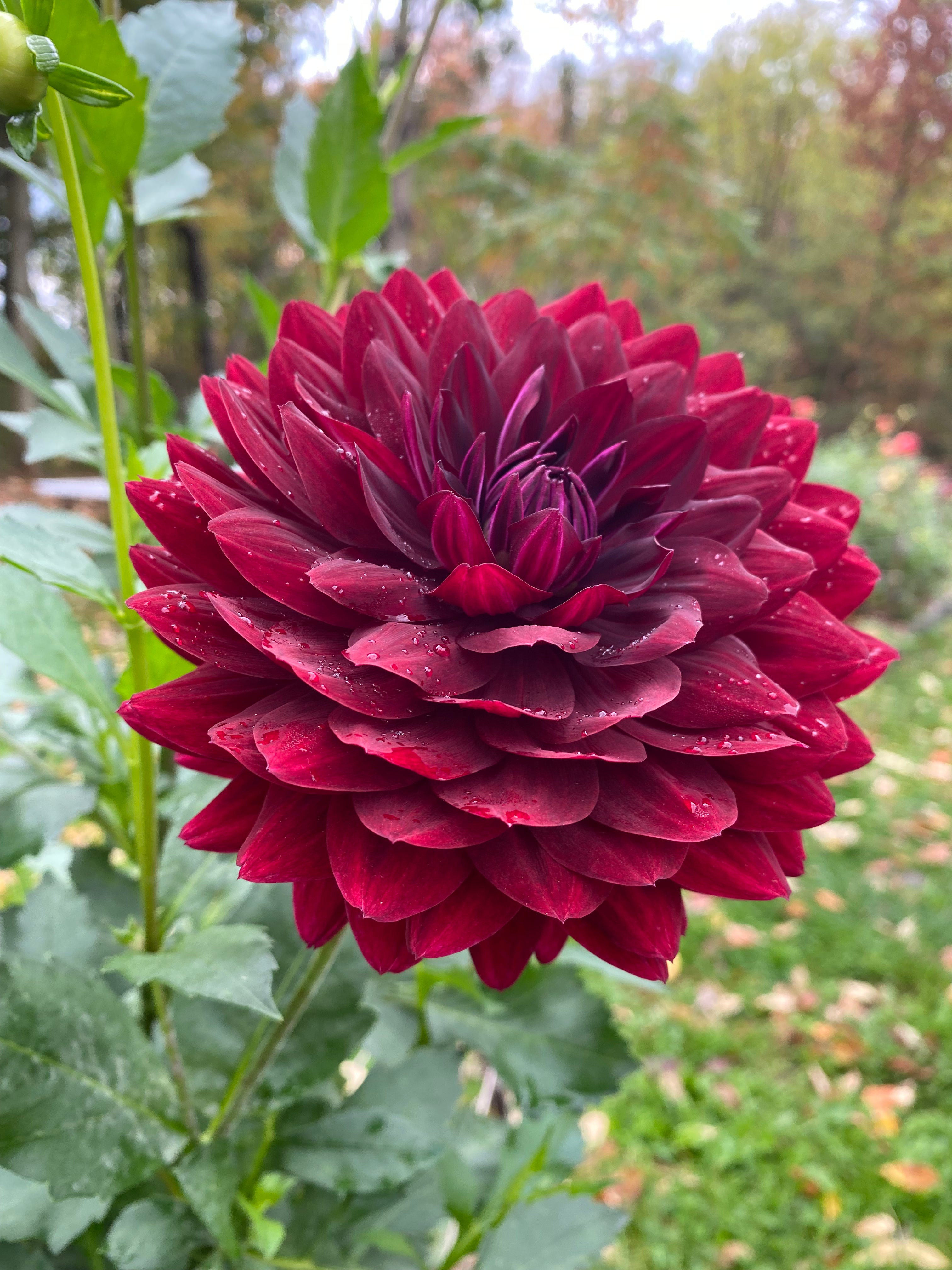 Hollyhill Black Widow