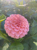 Rose Toscano