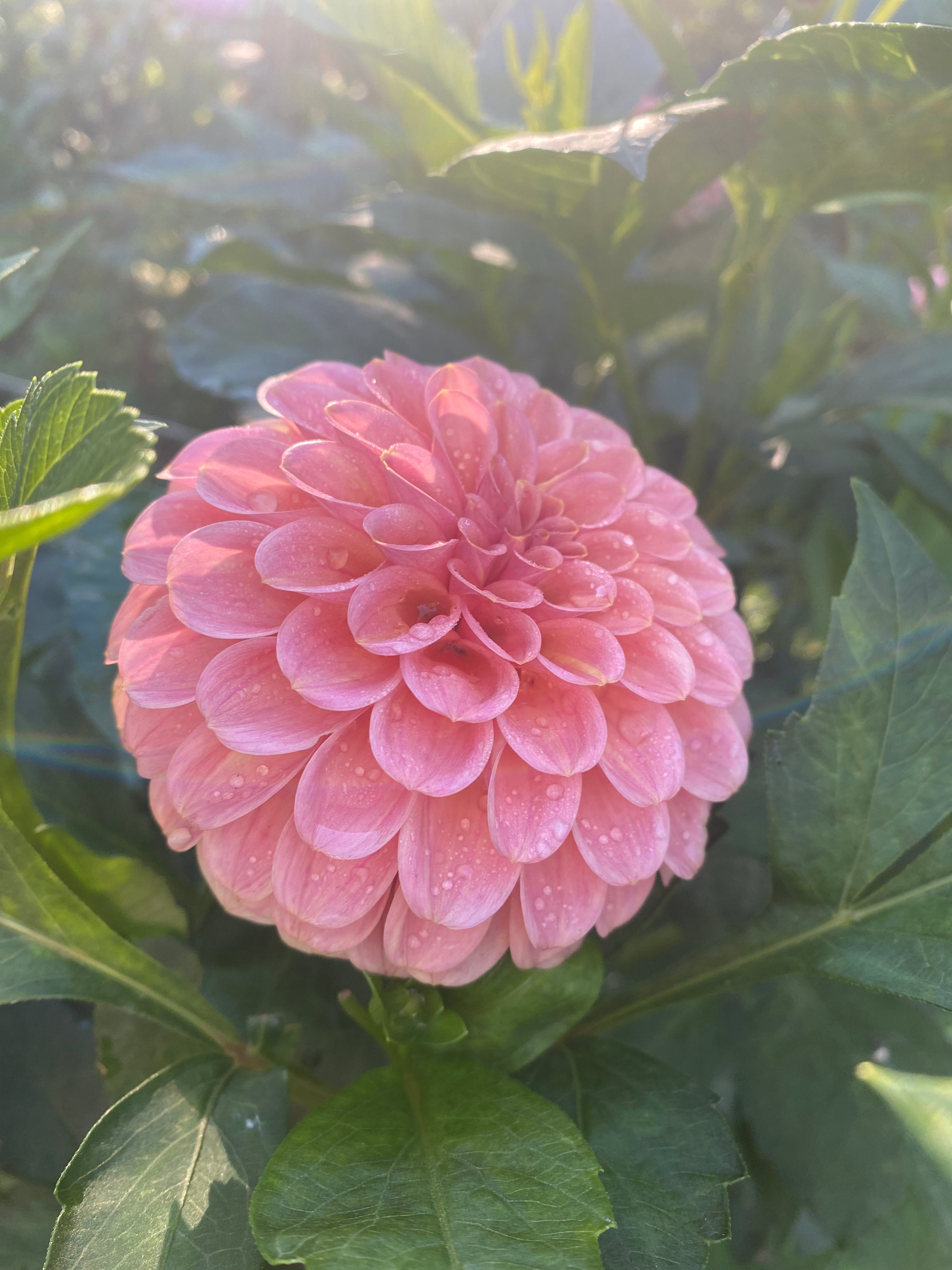 Rose Toscano