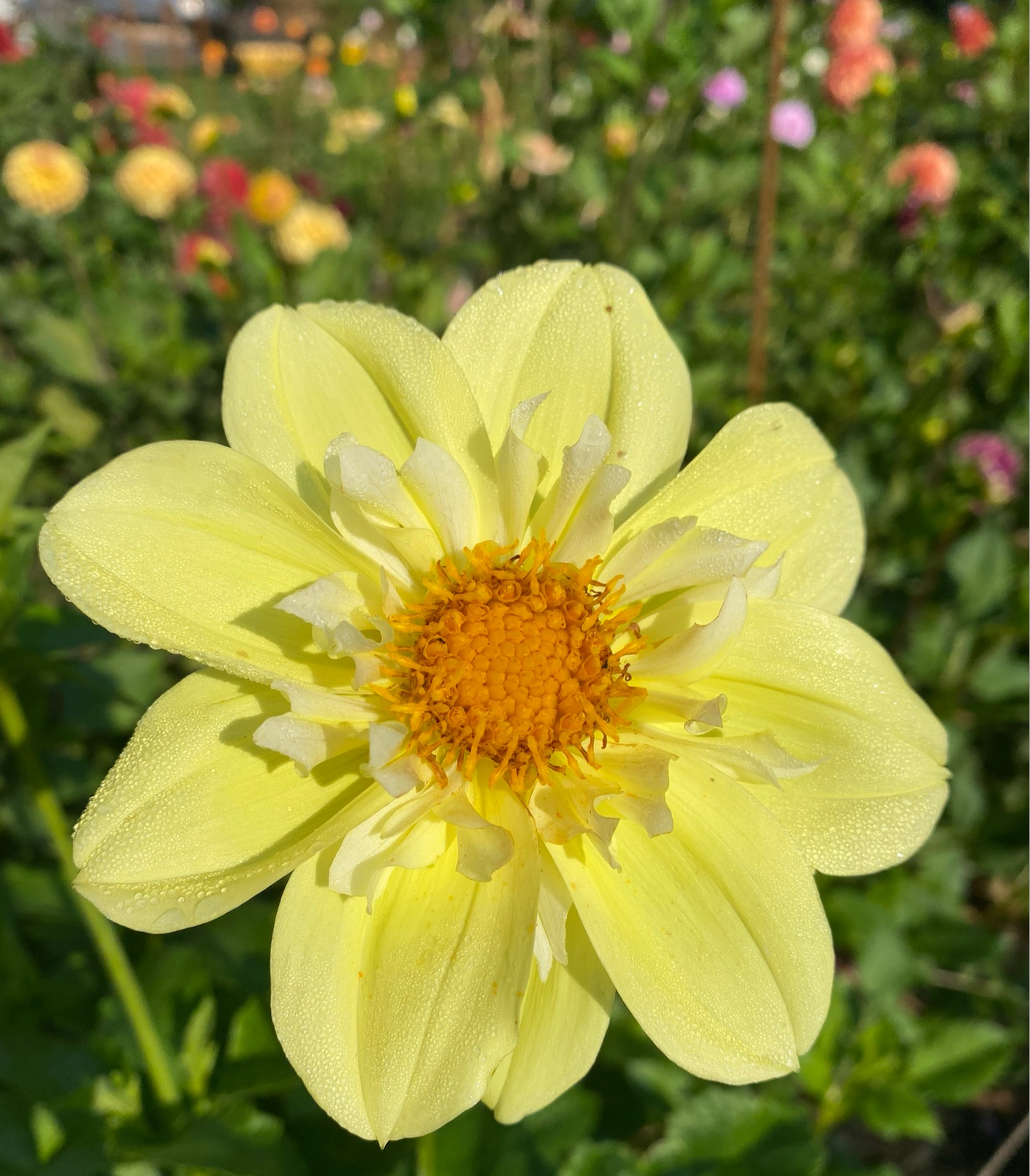 Ferncliff Lemon Kiss